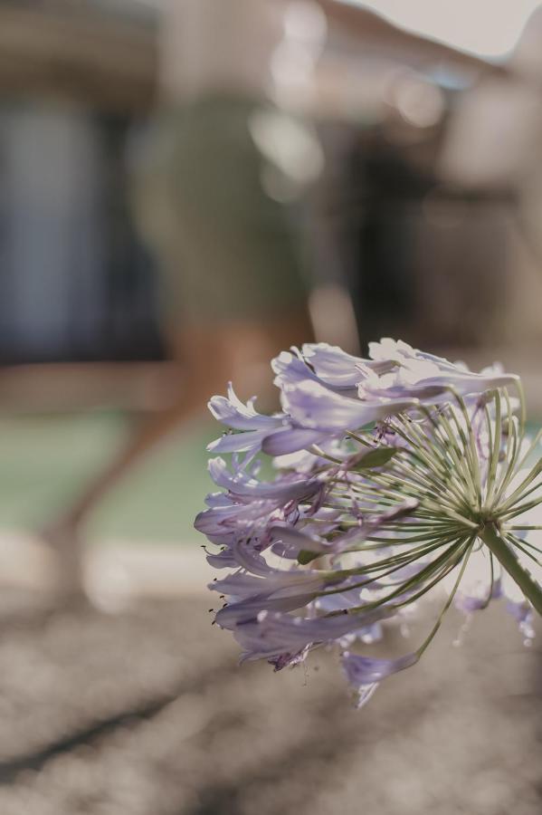 Villa Rose Guesthouse & Venue ブルームフォンテーン エクステリア 写真